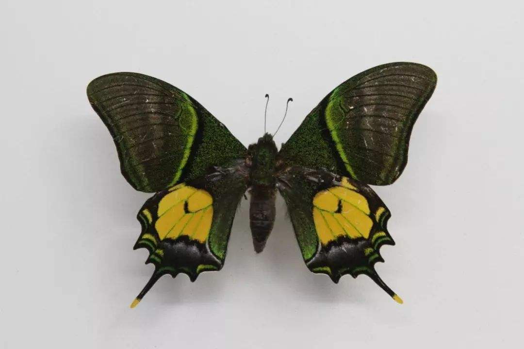 我国特有的珍品世界八大名贵蝴蝶之首科学家想要找你不容易