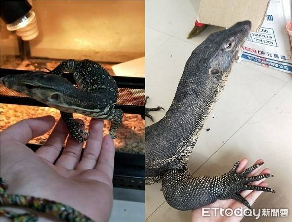 原创听见拐拐174cm泽巨蜥憨晃爬来