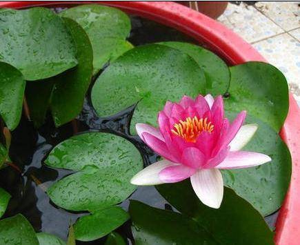 夏天正是睡莲生长旺期 为何开花小又少 这几点你注意了吗 光照 水位 才能 夏天正是睡莲生长旺期 为何开花小又少 这几点你注意了吗 光照 水位 才能