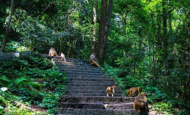 黔灵山公园是值得一去的休闲景区,园内树木林立,令人心旷神怡_贵阳