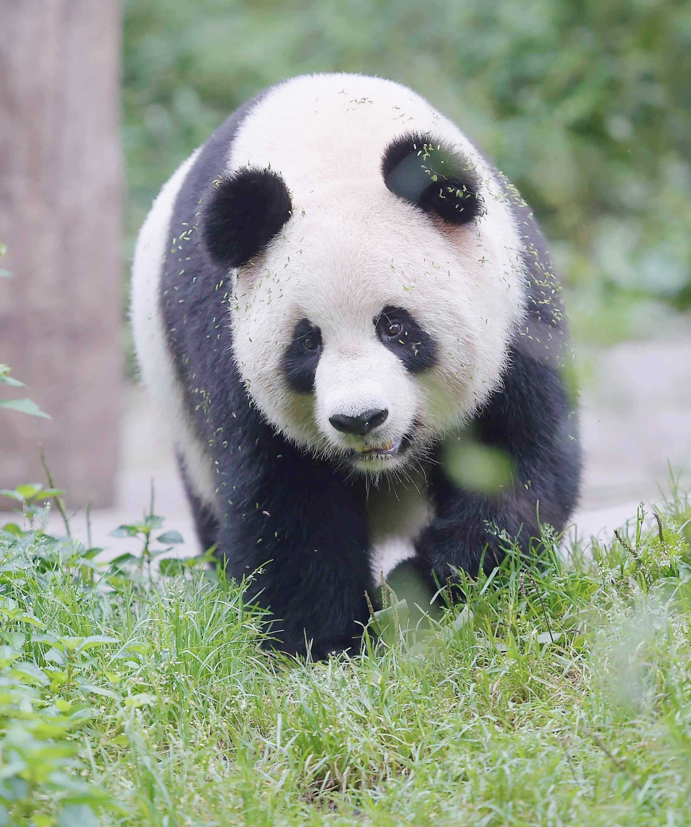 原创吸熊猫的好地方这么多快来收获你身边的国宝