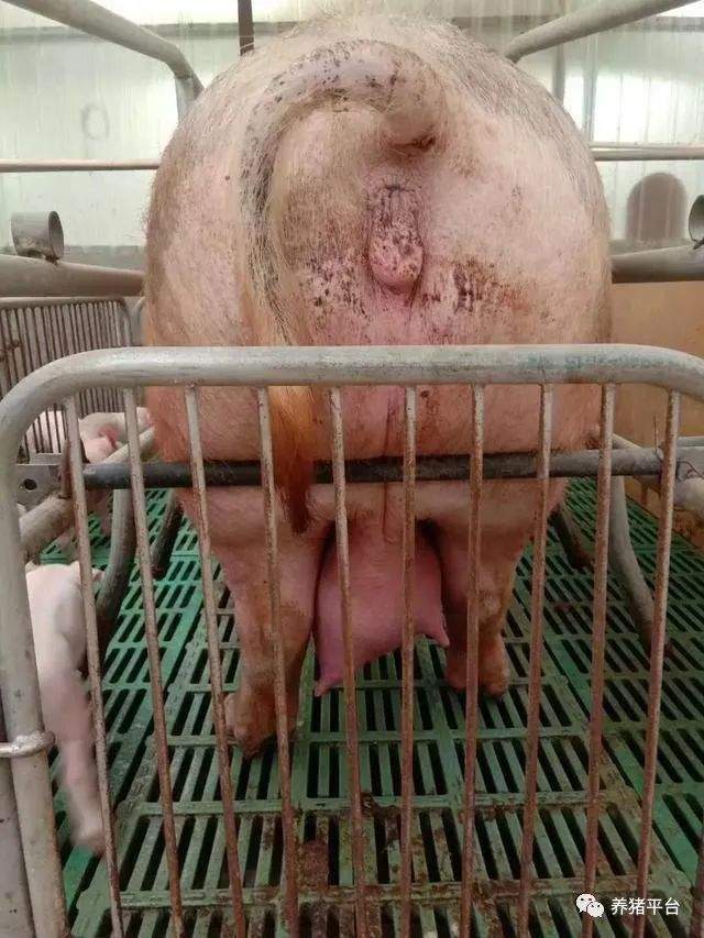 母猪怀孕70天乳房图片