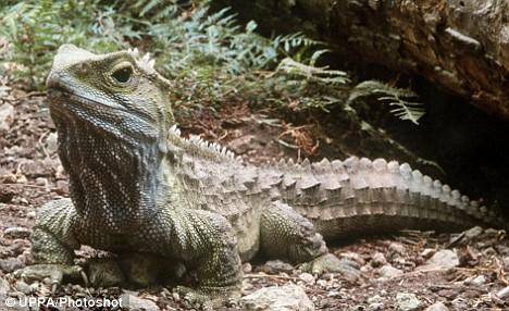 原创活恐龙新西兰大蜥蜴恐龙时代爬行动物的后代寿命长达百年