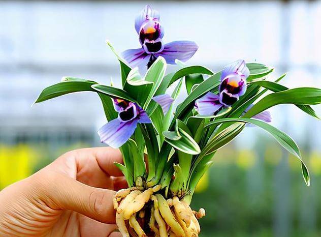 它是 建兰色花之王 花色神秘罕见 兰香醇正浓香 极具仙气 紫月 花卉 荷兰