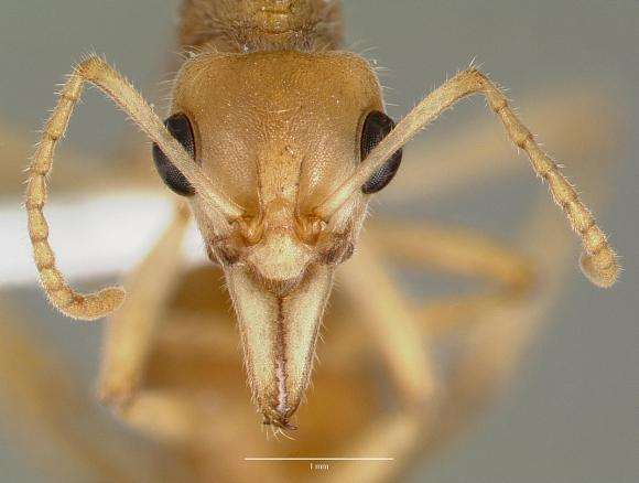 进化最为成功的陆地生物,几乎遍布地球各地,被称为"地虫之王"_蚂蚁