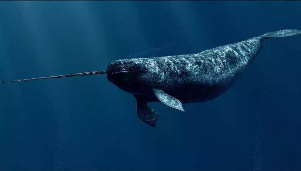 原创陈根独角鲸社交新发现关于深海声音的秘密