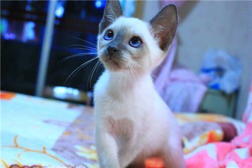 蓝重点色暹罗猫属于很珍贵的一个品种,长相美丽