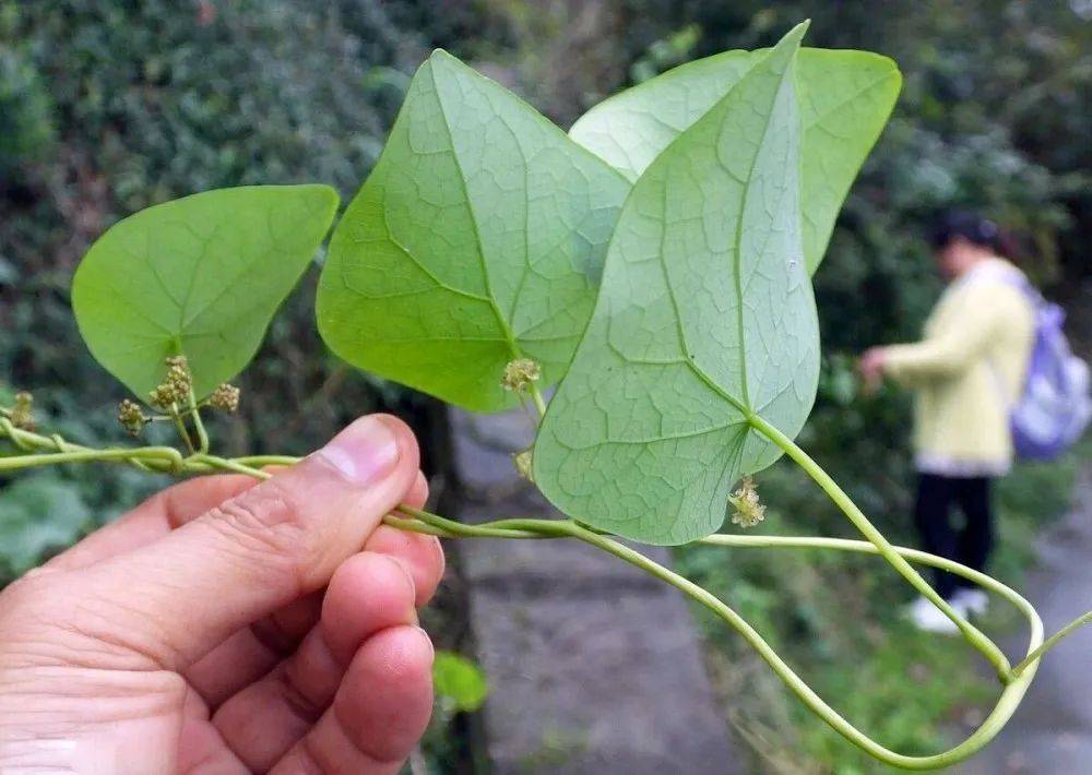 其次,千金藤的价值.