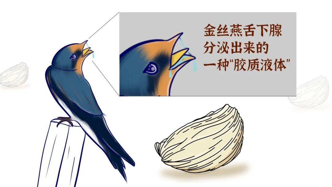 将燕子的口水烘干,营养不如鸡蛋,过度包装后却被中国人视为珍品_燕窝