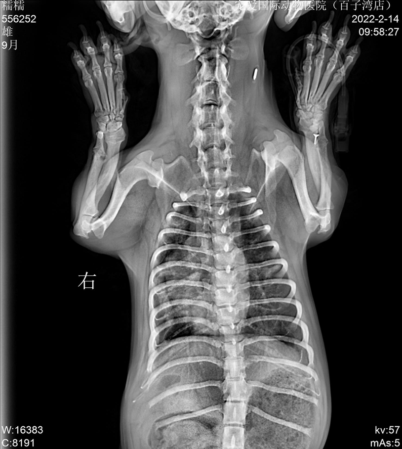 15狗狗吸入性肺炎不容小视,点进来查看如何预防与治疗