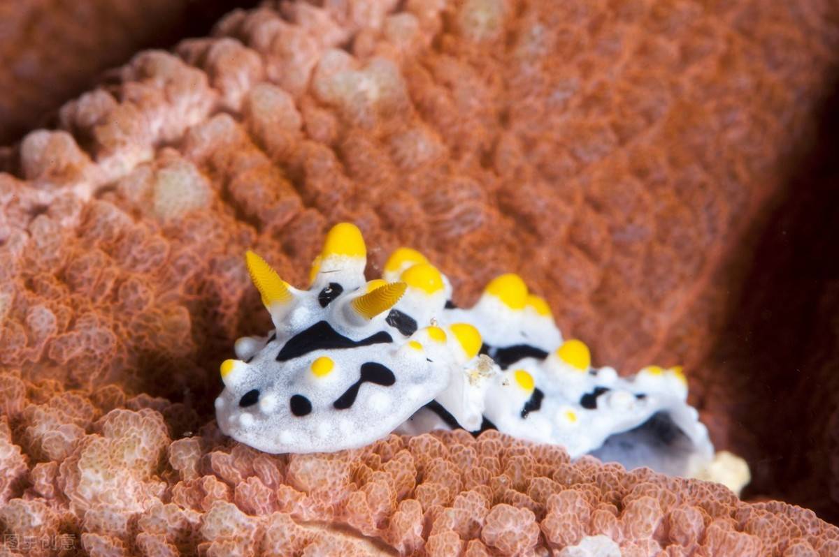 只有一层薄而透明,无螺旋的角质壳,从外表很难看出(这点有点像蛞蝓