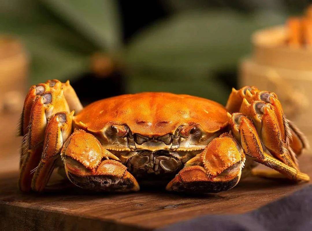 蟹状元:五月大闸蟹成长正当时!_水草_饲料_水质