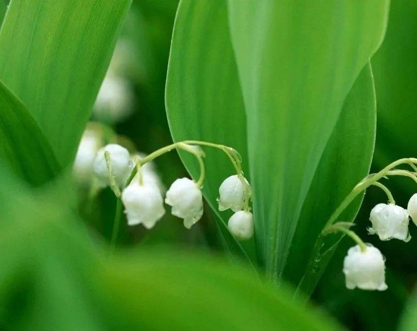 青年诗词·旧体诗/胡占平/思乡