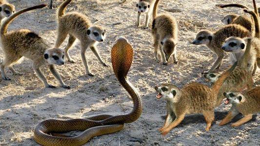 原创百毒不侵的狐獴蝎子当薯片毒蛇当香肠还能利用太阳能