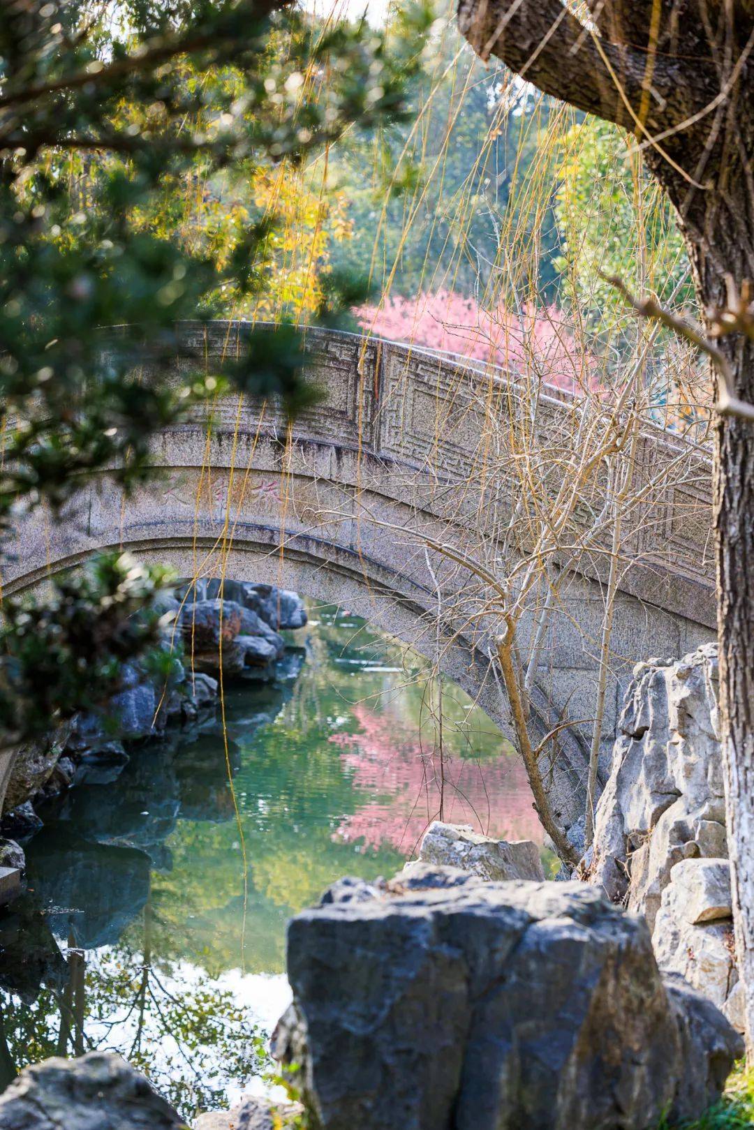 苏州昆山花桥：四季有“花” 有水有“桥”，不负韶华，以梦为马！