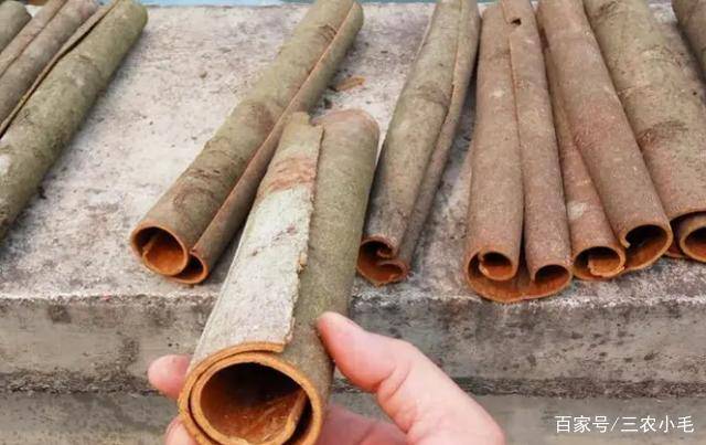 桂皮是桂花树的皮吗?树剥皮后还能活?其实分“死剥”和“活剥”_树皮_树木_广西