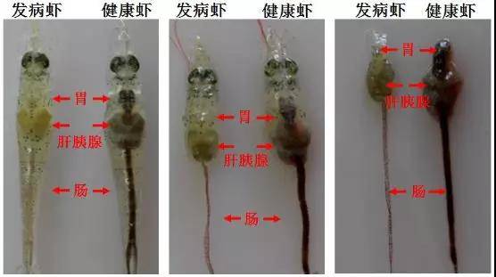 重要水生动物疫病防控常识虾类