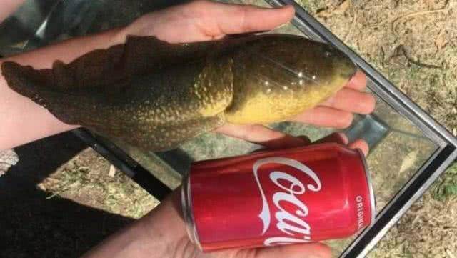 原创非洲巨蛙体型巨大让它们荣获世界之最却也带来灭顶之灾