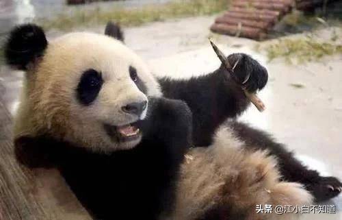 熊猫咬死人有什么后果图片