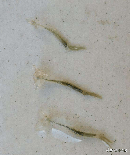 观赏鱼身上会长一种狡猾的虫子,不仔细看难发觉,还会比耶