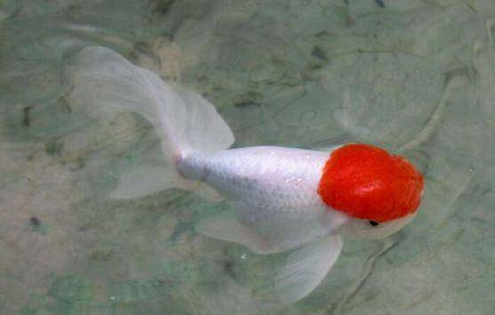 养鱼过程中 这一现象最容易忽视 但却不得不注意 水流 金鱼 游动 养鱼过程中 这一现象最容易忽视 但却不得不注意 水流 金鱼 游动