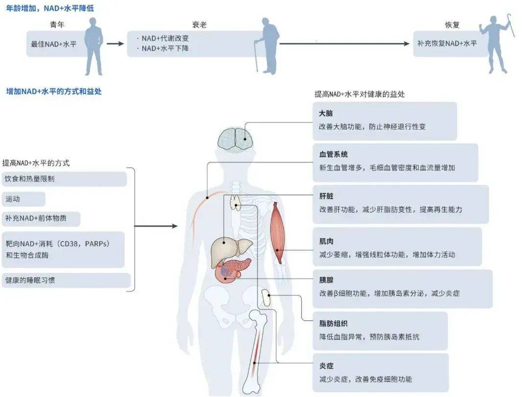 遵循健康的睡眠习惯,保持充足的睡眠;直接补充可吸收的nad ;天然倍健