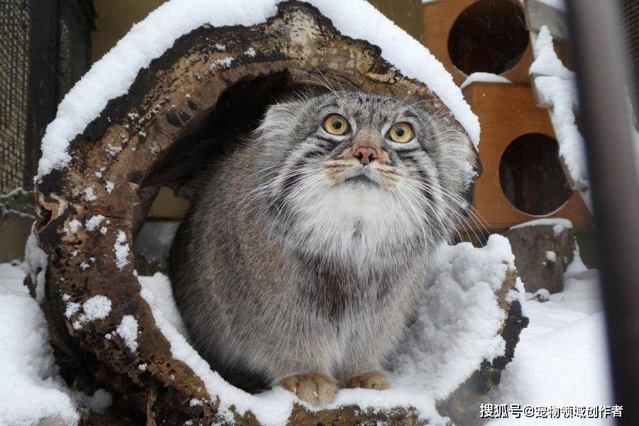 猫科中毛发最厚的动物-兔狲_条纹_圆形_瞳孔