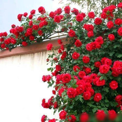阳台虽小，但是也很漂亮！种上两棵甜蜜红木香，香气浓，花开艳丽