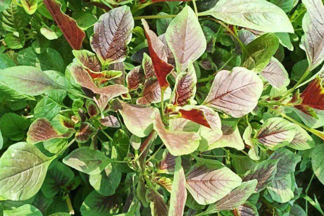 有句俗语——"六月苋,当鸡蛋;七月苋,金不换",由此可见苋菜的营养价值