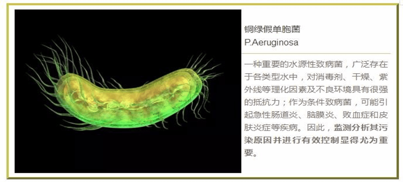 诺福,一种可以快速杀灭饮用水铜绿假单胞菌的环保型杀菌剂_消毒剂