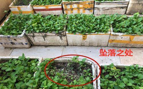 大爷用泡沫纸箱种菜,没想到竟救了一条生命:大难不死必有后福_猫咪