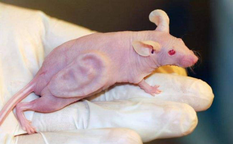 原创日本进行人与动物胚胎试验制造人类器官那胚胎如何受精