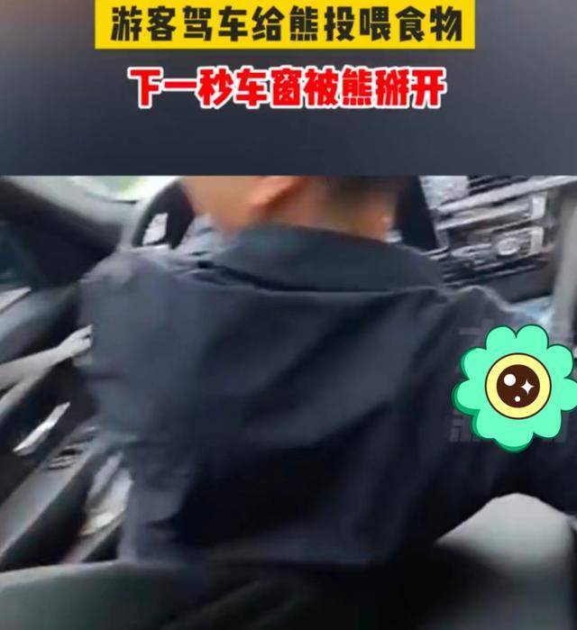 原创             重庆游客自驾游途中，给黑熊投食物陷入窘境，车窗竟被它徒手掰开