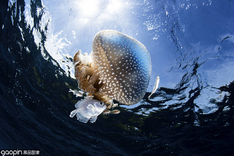原创世界海洋日来自海底鱼群的示爱吐个泡泡都是爱你的形状
