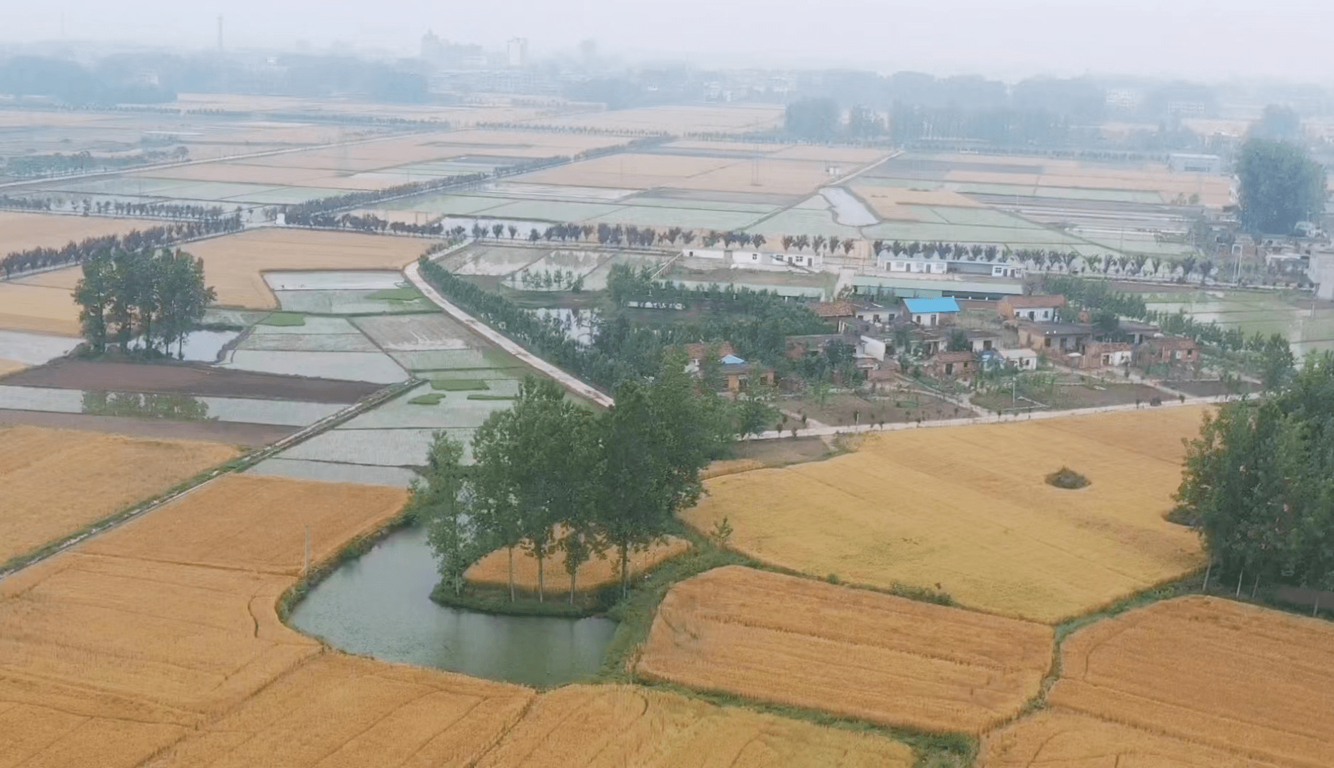 振兴乡村经济的先进基层组织,息县夏庄镇冯寨村在美丽田野上奋进_文明