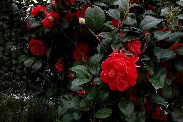 它被誉为 红茶花之王 花香怡人 花色艳丽 雍容大方 易打理 牡丹 花朵 种植