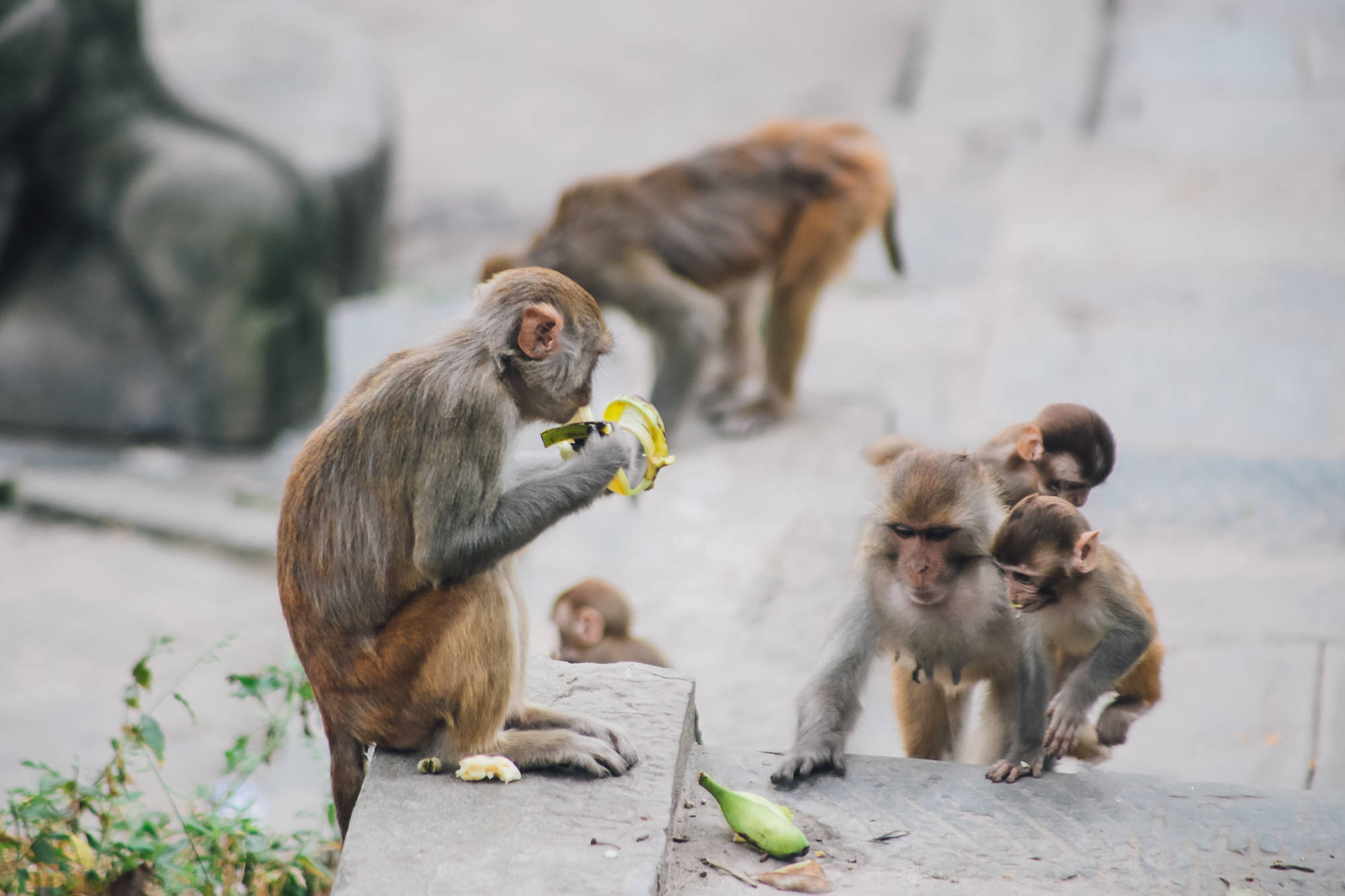 尼泊尔猴庙3000只灵猴聚集在一起一同修行