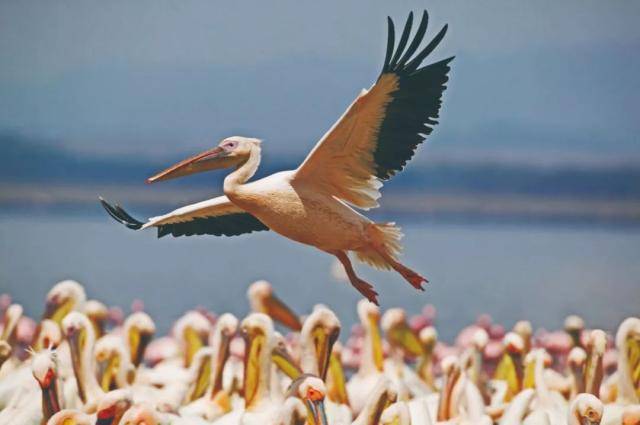 鹈鹕,靠着嘴大却干着缺心眼的事|了解鹈鹕生活_鸟类_大嘴_动物园