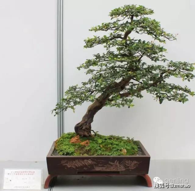 海派盆景赏析_自然_上海_艺术