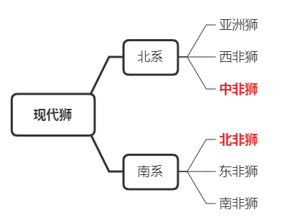 現代獅亞種的分類變成了北系主要包括了亞洲,北非和西非