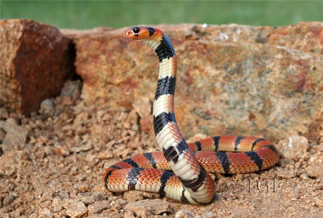 焦尾蛇图片