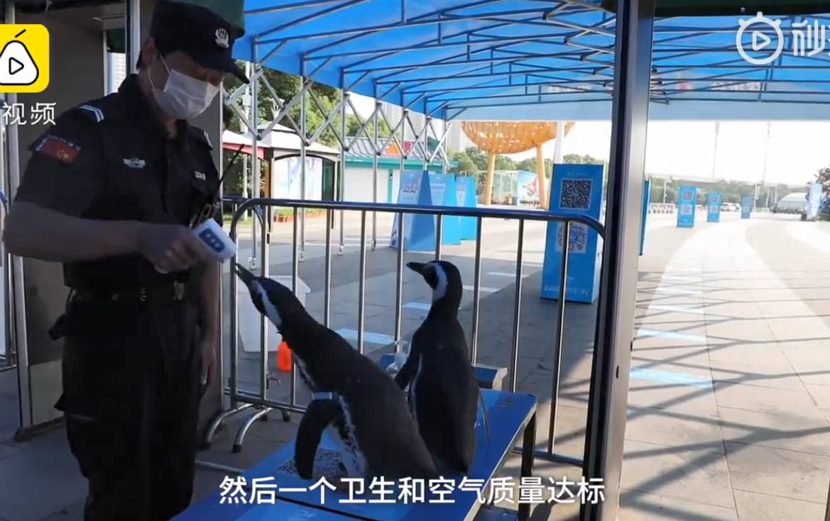 原创             武汉欢乐谷出现两只企鹅游客，场面很暖心，工作人员也意想不到