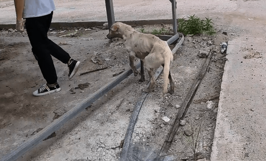 原创尽管自己活得满是狼狈可流浪的拉布拉多串串依然选择笑对每个靠近
