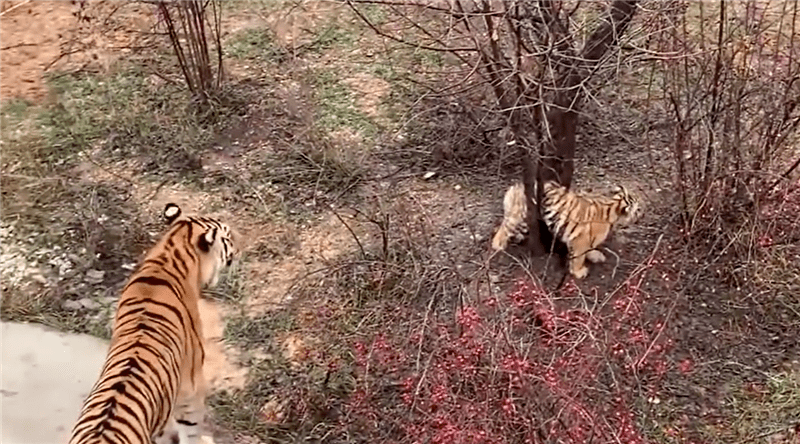原创东北虎幼崽夹树杈哭着喊妈妈母虎不管2只小虎赶来但束手无策
