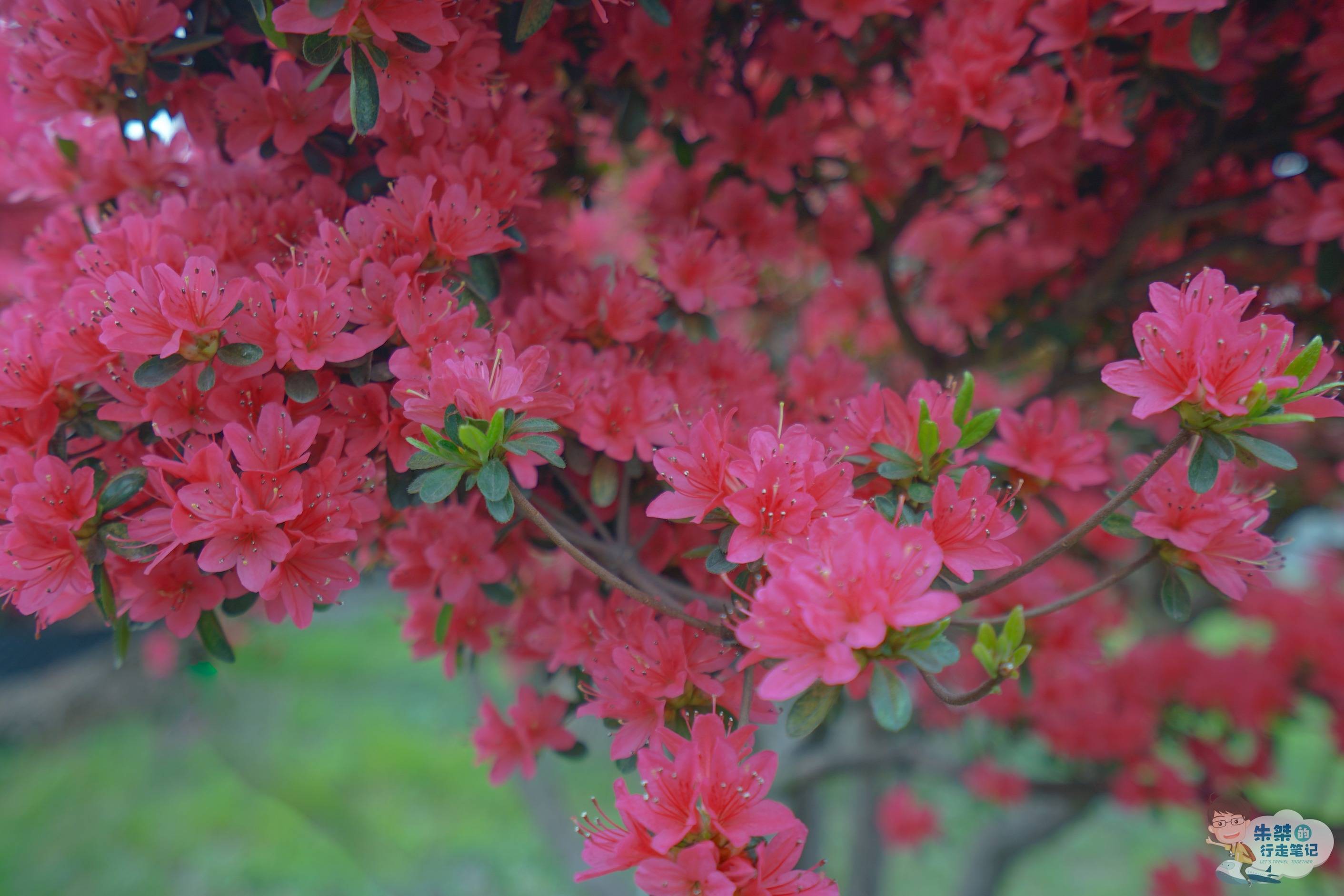 我国特有杜鹃花种，孕蕾期长达十月，就在徐霞客所著游记的开篇地