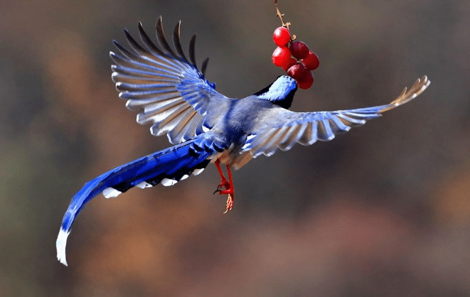 在山的那边林的那边有一群小精灵