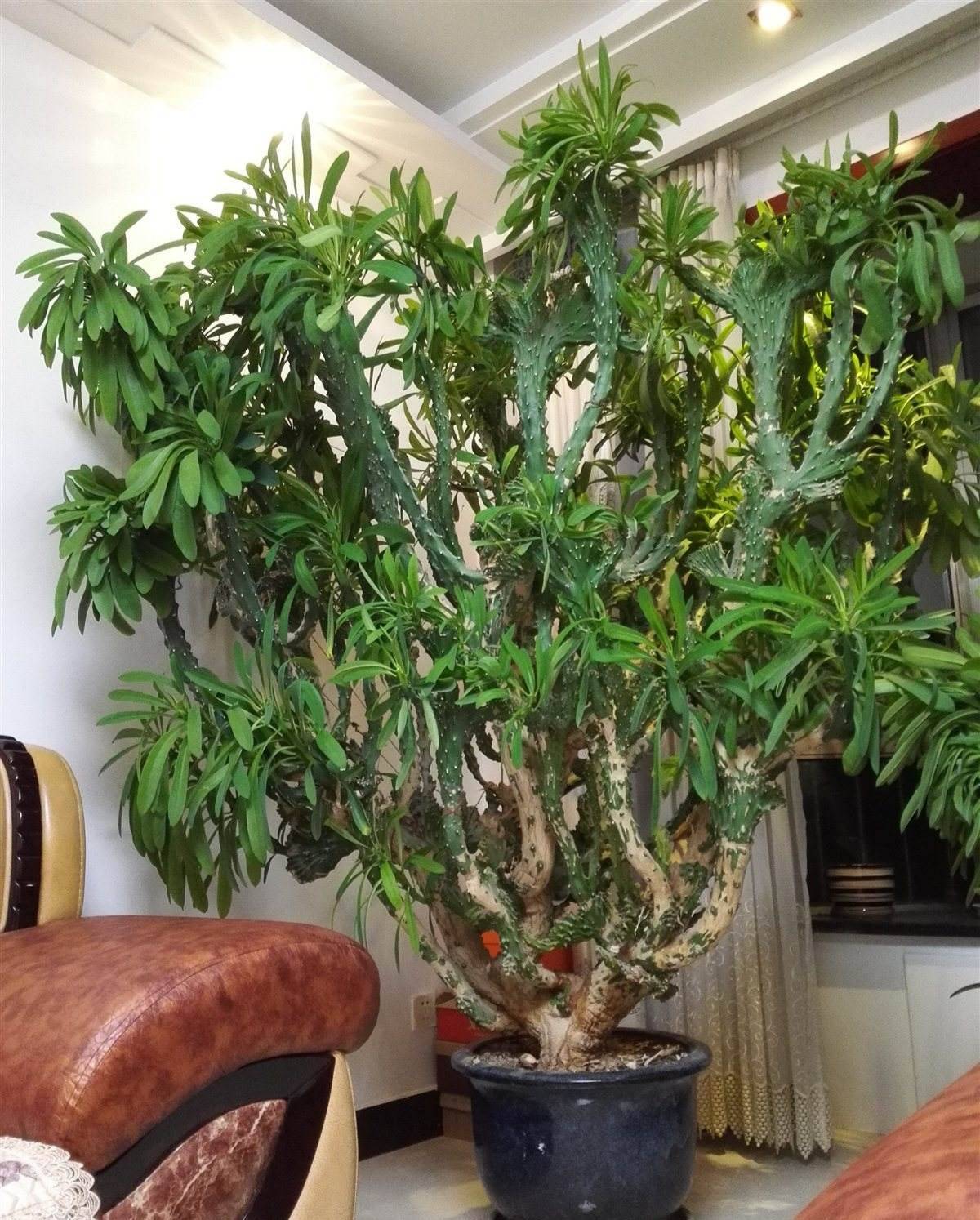 原创7种镇宅花一养家里超干净霸气十足一看就不好惹关键还很好养