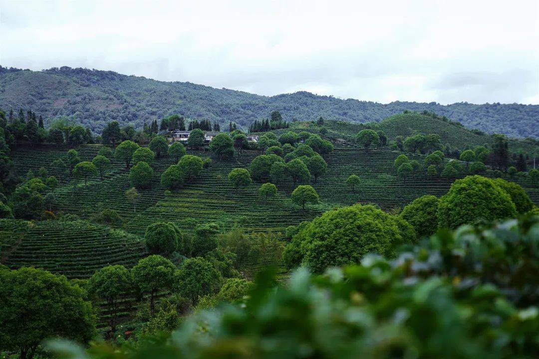 云岭深山观云海,品名茶_赵家琦_茶山_云南