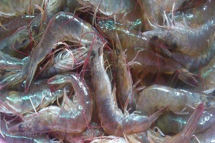 水产品烘干机参数介绍(海产品烘干设备(点击进入))