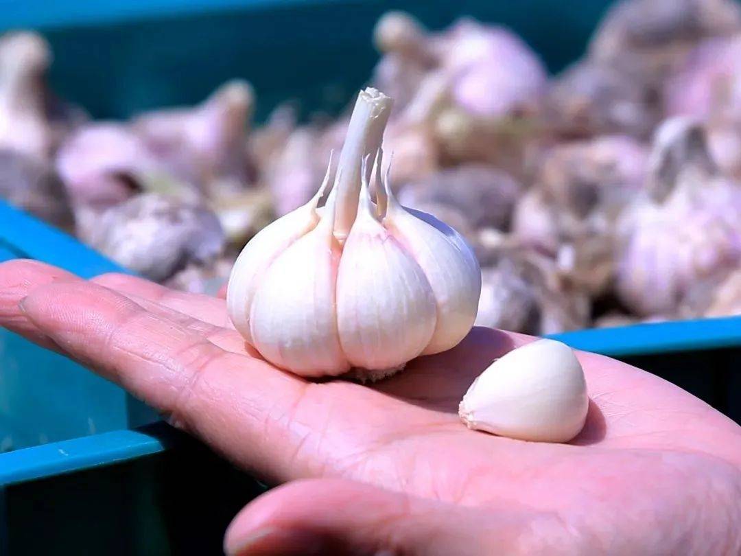 嘉定白蒜丰收啦